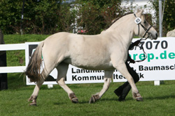 Fjordstute StPrAnw. MARLIN v. Solbjor Borken/Olov (Z.: Reinhard Gombert, Pampow). Foto: Jutta Wego